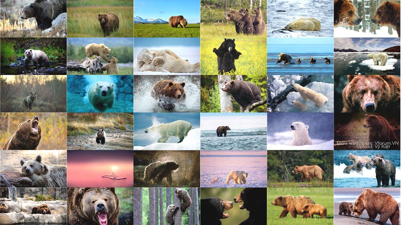 Tổng hợp 500 hình nền động vật hoang dã tuyệt đẹp theo chủ đề 
