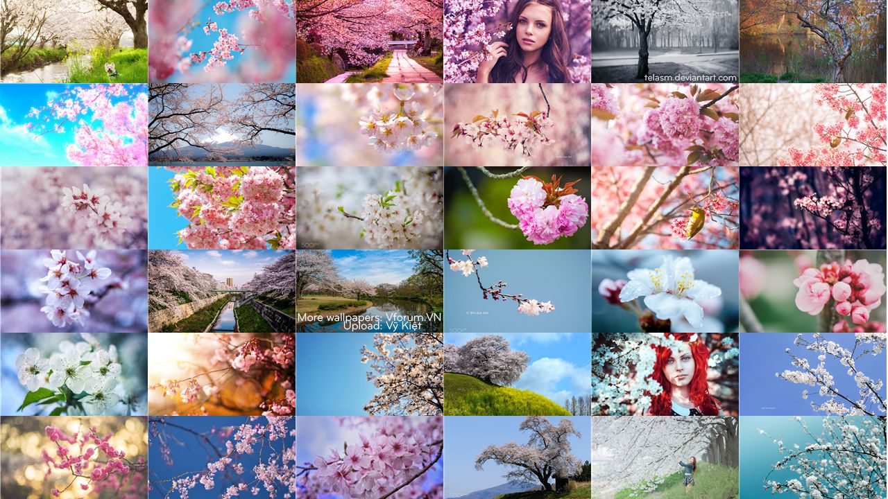 150 Hình nền hoa anh khơi tuyệt đẹp mắt mang đến screen PC | Hoa ...