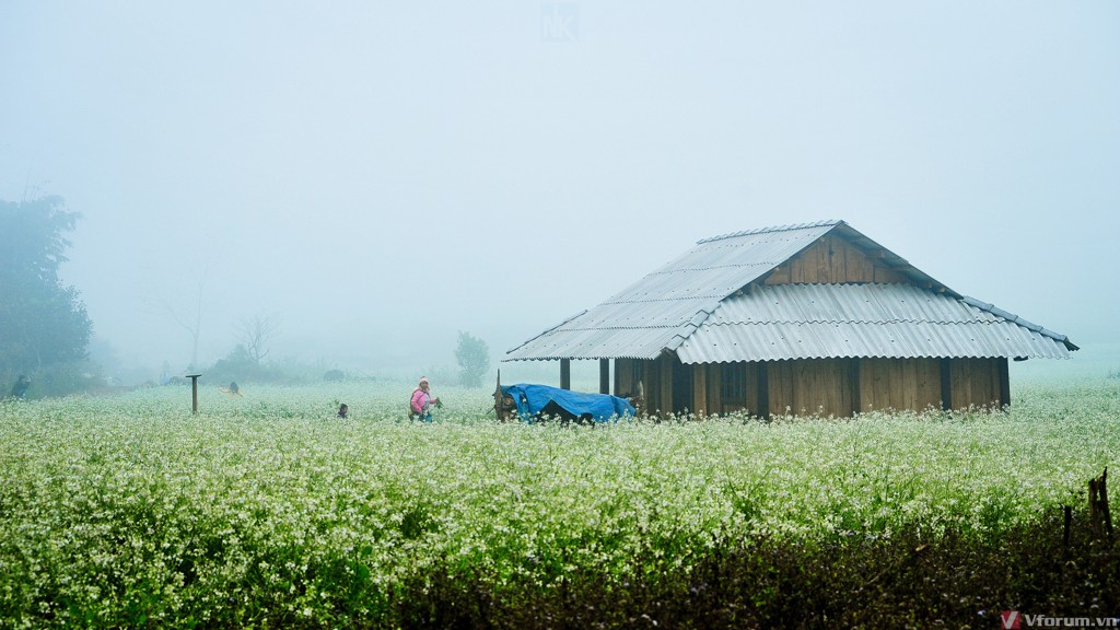 hinh-nen-hoa-cai-11.jpg