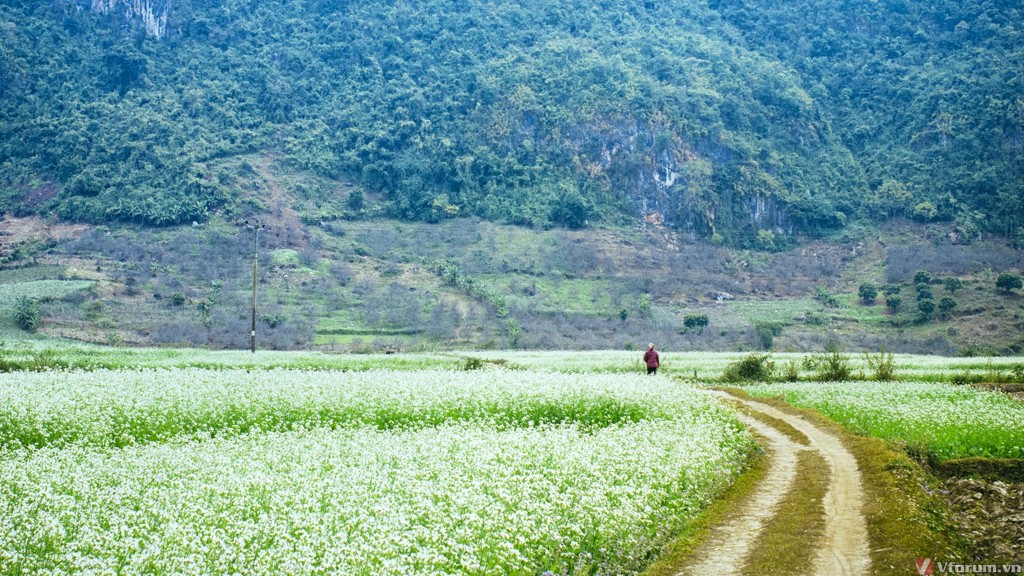 hinh-nen-hoa-cai-8.jpg