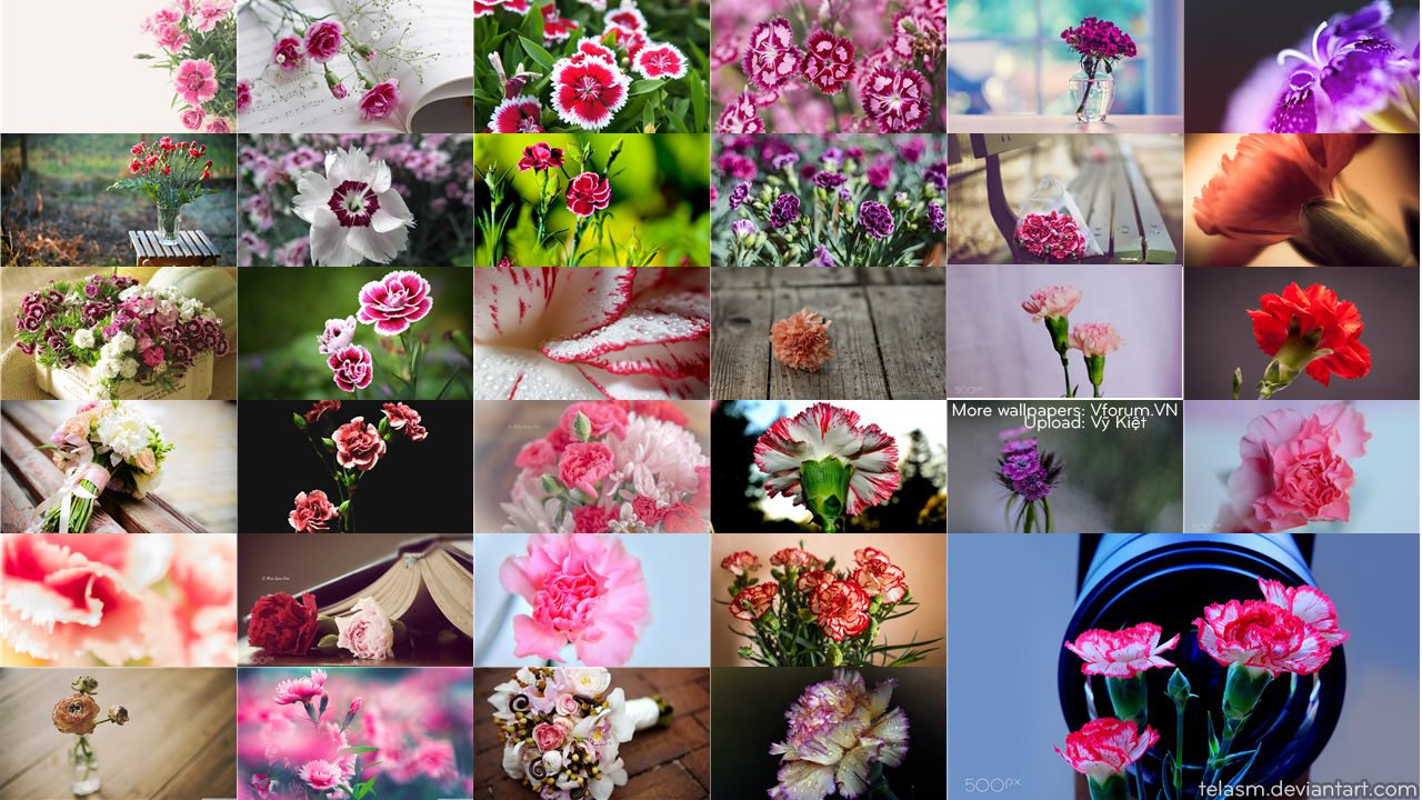 Hình ảnh hoa tigon đẹp nhất | Hình nền hoa, Hoa đẹp, Hình ảnh