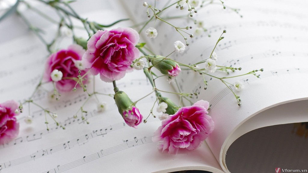 Tải hình nền hoa cẩm chướng tuyệt đẹp cho máy tính | Carnation ...