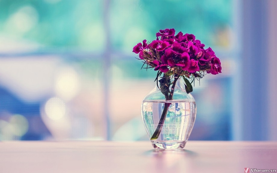 Tải hình nền hoa cẩm chướng tuyệt đẹp cho máy tính | Carnation ...