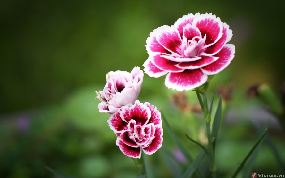 Hình nền hoa cẩm chướng sẽ đem đến cho bạn cảm giác tươi mới, yên bình và sự thanh khiết nhẹ nhàng. Hình nền hoa cẩm chướng sẽ làm cho máy tính của bạn trở nên mới mẻ và đầy sức sống.