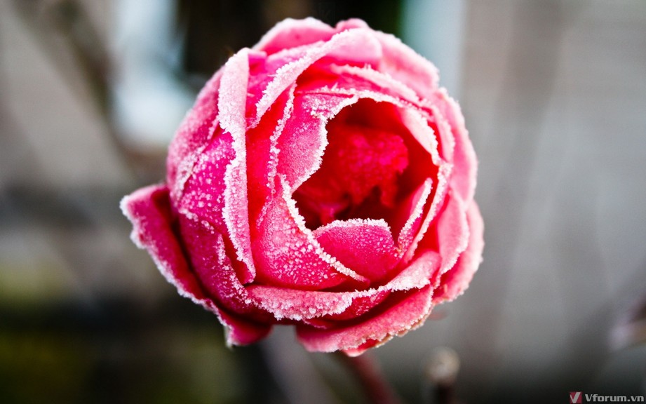 hinh-nen-hoa-hong-rose-wallpapers-10.jpg