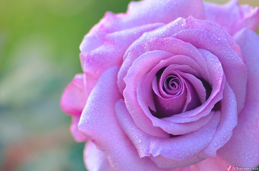 hinh-nen-hoa-hong-rose-wallpapers-14.jpg