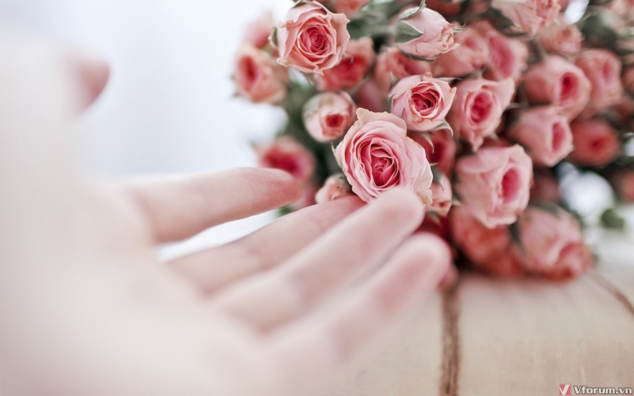hinh-nen-hoa-hong-rose-wallpapers-18.jpg