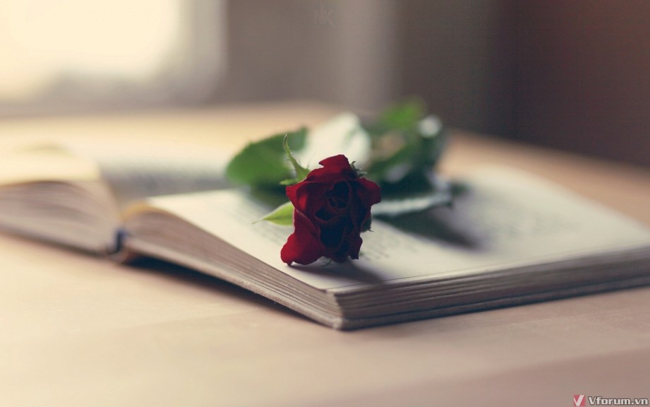 hinh-nen-hoa-hong-rose-wallpapers-19.jpg