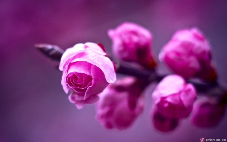 hinh-nen-hoa-hong-rose-wallpapers-20.jpg