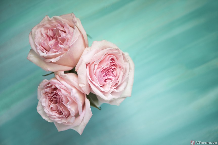 Hình nền hoa hồng đẹp nhất 200 mẫu full HD Free download