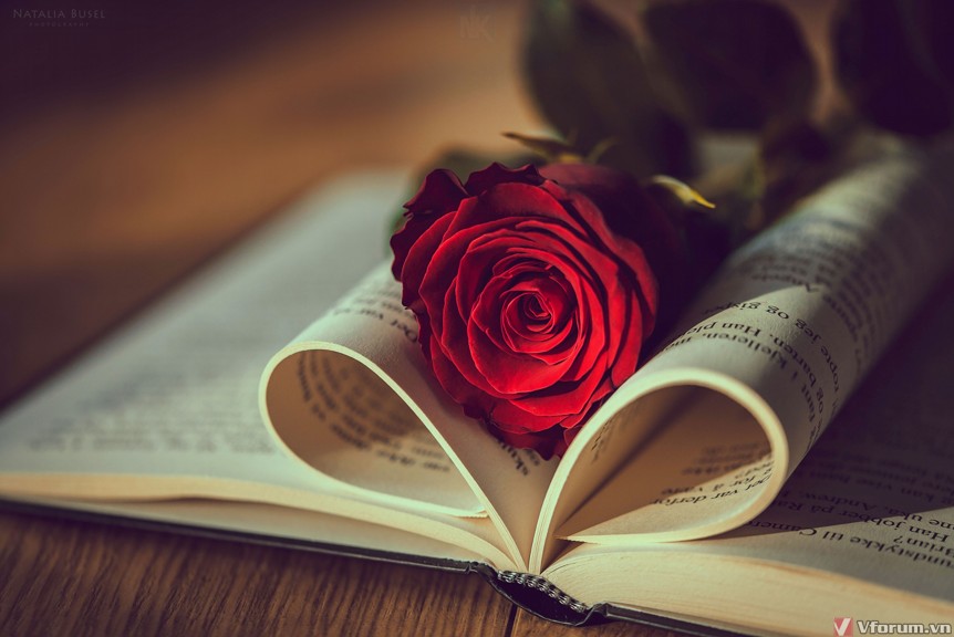 hinh-nen-hoa-hong-rose-wallpapers-26.jpg