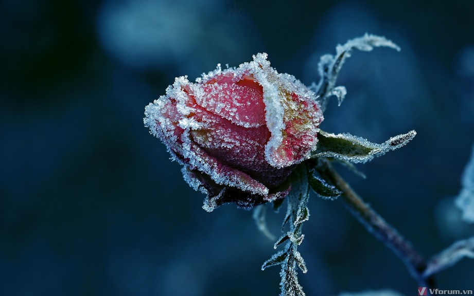 hinh-nen-hoa-hong-rose-wallpapers-27.jpg