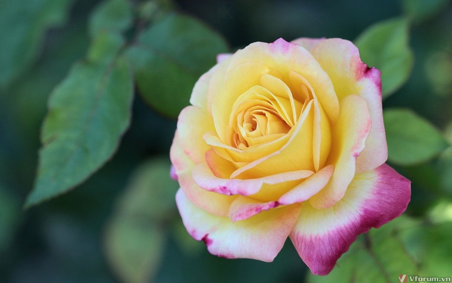 Hình ảnh Hoa Hồng đẹp và ý nghĩa đại diện cho tình yêu