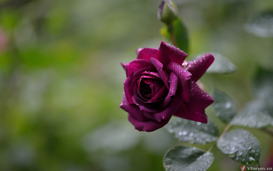 hinh-nen-hoa-hong-rose-wallpapers-8.jpg