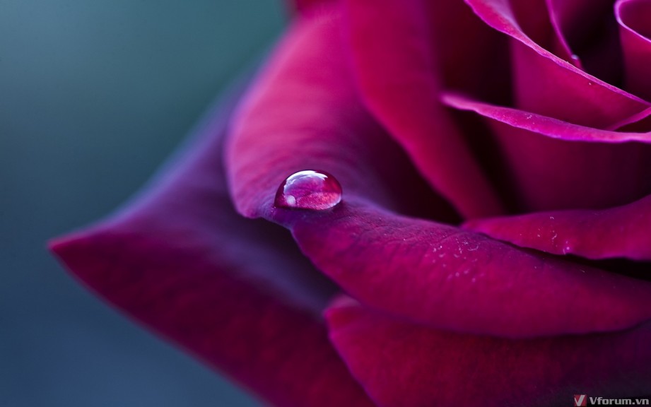 hinh-nen-hoa-hong-rose-wallpapers-9.jpg