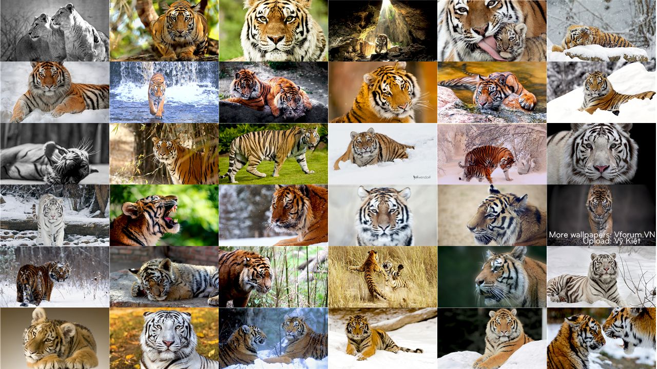 Tuyển tập 100 hình nền Tiger đẹp - Hổ con dễ thương cho máy tính ...