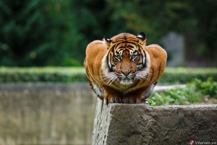 50 hình nền con hổ đẹp và dũng mãnh nhất thế giới
