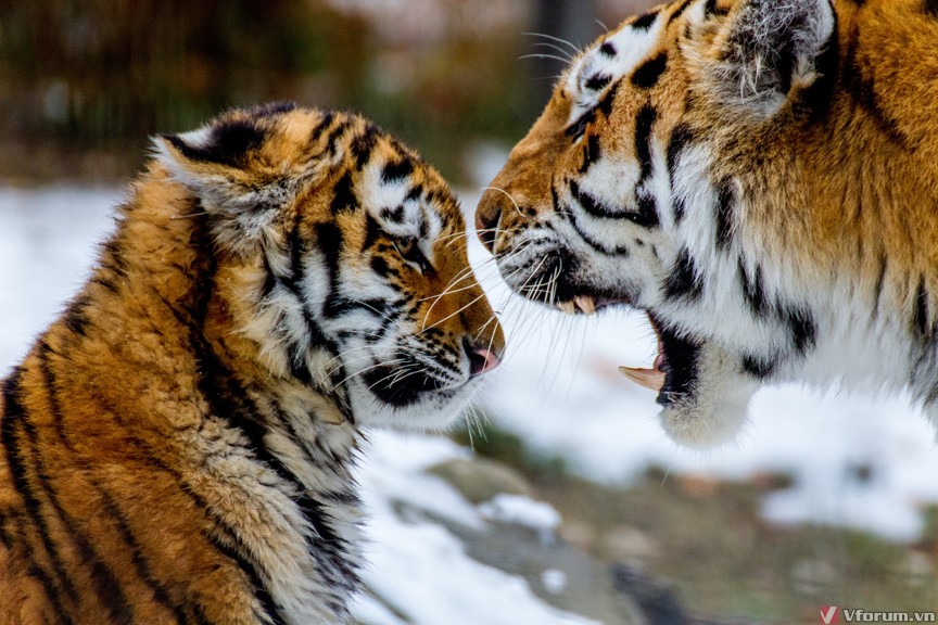 Tổng hợp hình ảnh con Hổ đẹp nhất | Động vật, Hình ảnh, Hình