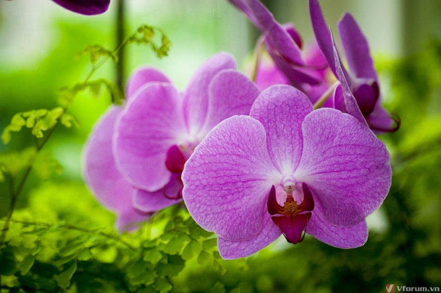 Hình nền hoa lan đẹp nhất full hd cho điện thoại 10000 hoa lan  ảnh hoa  miễn phí