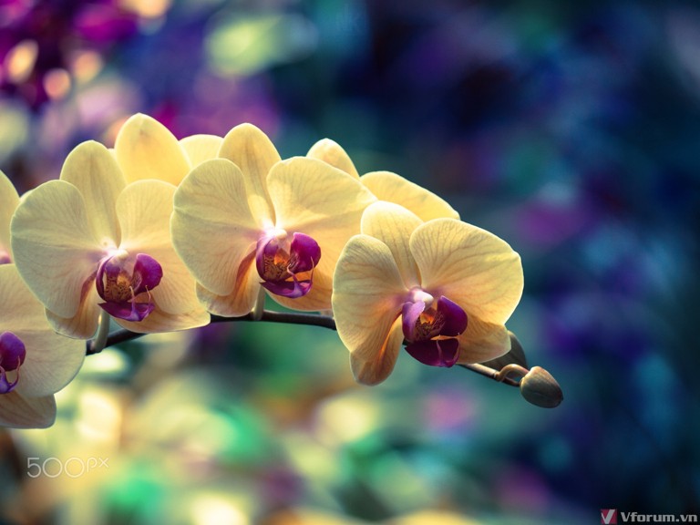 100 hình nền hoa lan đẹp nhất the giới Được chọn lọc