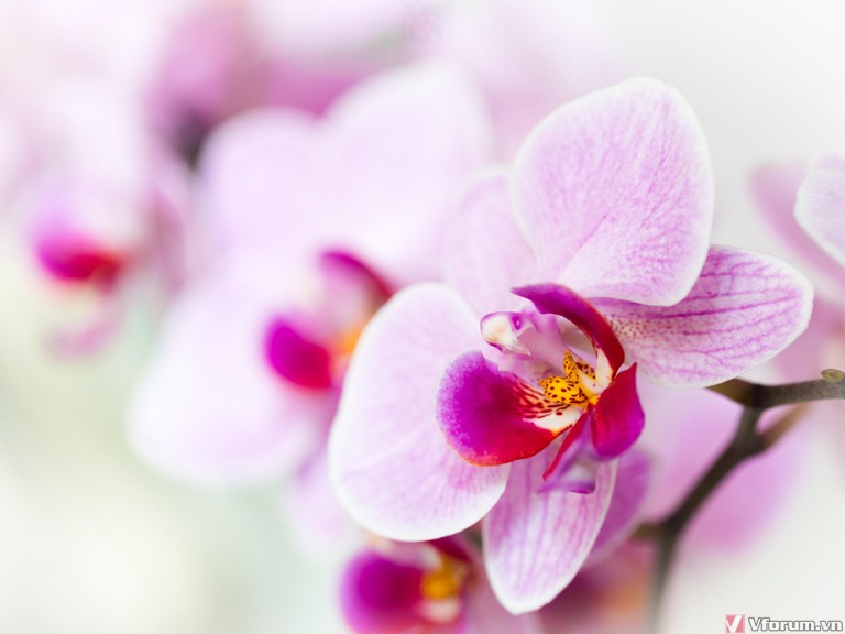 Hình nền, Hoa Phong Lan: Bộ sưu tập hình nền đầy màu sắc và tinh tế với hoa phong lan sẽ khiến cho máy tính của bạn trở nên độc đáo và cuốn hút hơn bao giờ hết! Hãy cùng nhìn lại vẻ đẹp u mị của những bông hoa phong lan này trong hình nền.