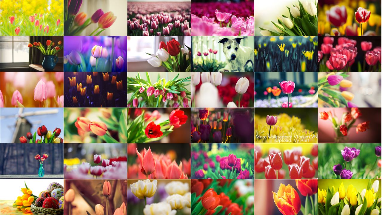 Tải Ngay Album Hình Nền Hoa Tulip Nhiều Màu Đẹp Chất Lượng Cao  Top 10 Hà  Nội