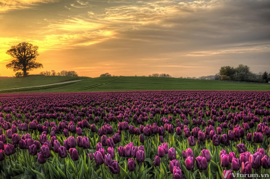 Bộ sưu tập hình nền hoa Tulip full HD đẹp nhất 2023 - LEDLUMEN