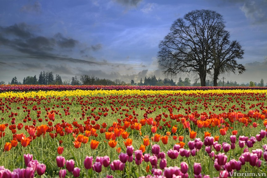 hoa-tulips-hinh-nen-hoa-tulips-15.jpg