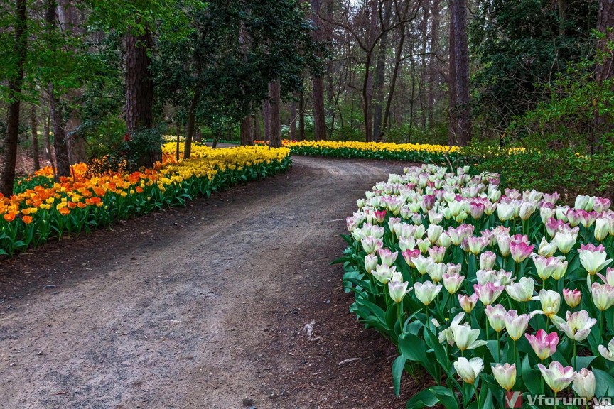 hoa-tulips-hinh-nen-hoa-tulips-19.jpg