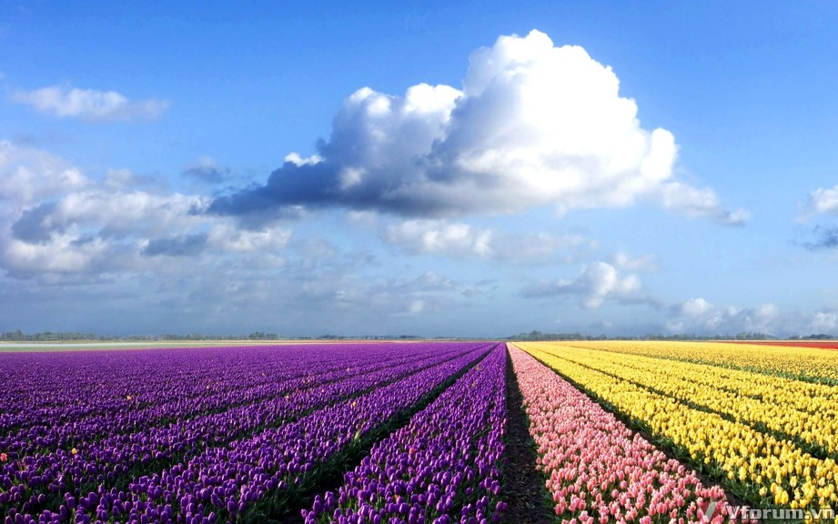 Tải Hình Nền Hoa Tulip Đẹp Dành Cho Máy Tính - TRẦN HƯNG ĐẠO