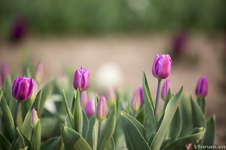 Ngất ngây với 110 hình nền hoa Tulip đẹp nhất cho máy tính điện thoại   VFOVN