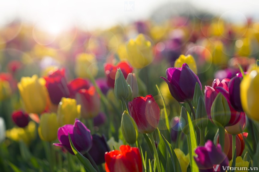 hoa-tulips-hinh-nen-hoa-tulips-22.jpg
