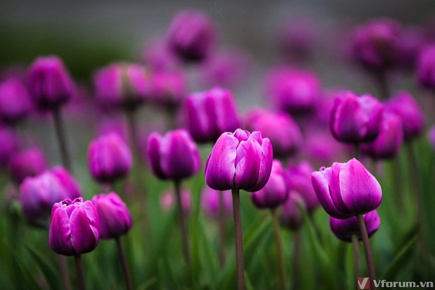 hoa-tulips-hinh-nen-hoa-tulips-27.jpg