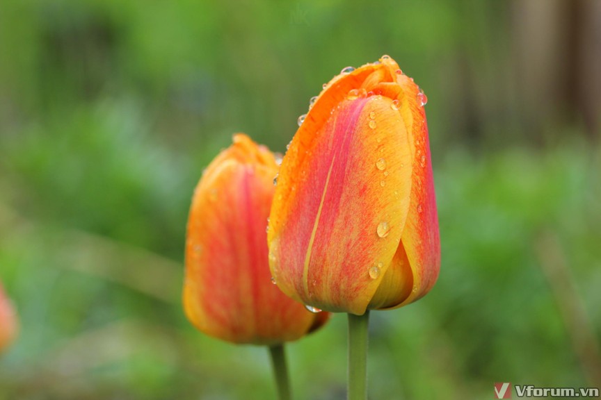 hoa-tulips-hinh-nen-hoa-tulips-28.jpg