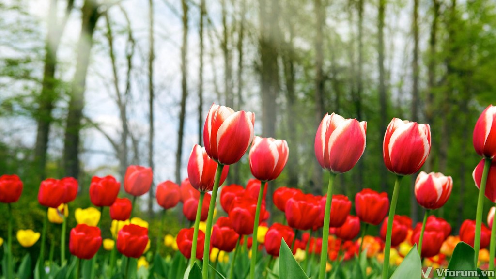 hoa-tulips-hinh-nen-hoa-tulips-29.jpg