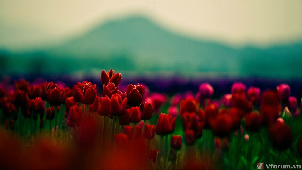 hoa-tulips-hinh-nen-hoa-tulips-3.jpg
