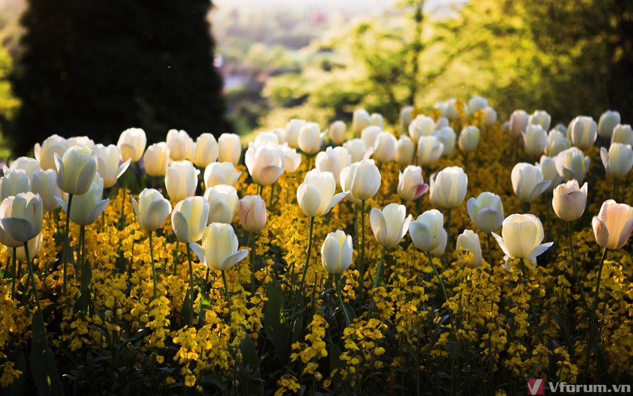 Chia sẻ 67 về hình nền hoa tulip full hd  cdgdbentreeduvn