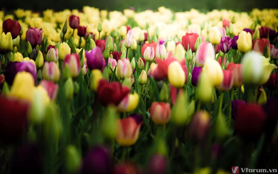 hoa-tulips-hinh-nen-hoa-tulips-7.jpg