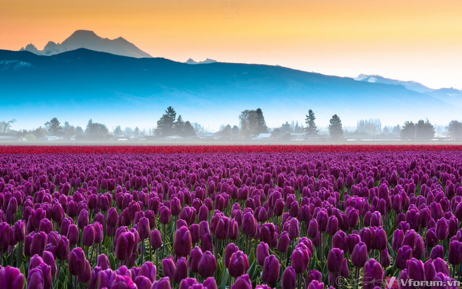 Top hơn 56 về hình nền hoa tulip tím hay nhất  cdgdbentreeduvn