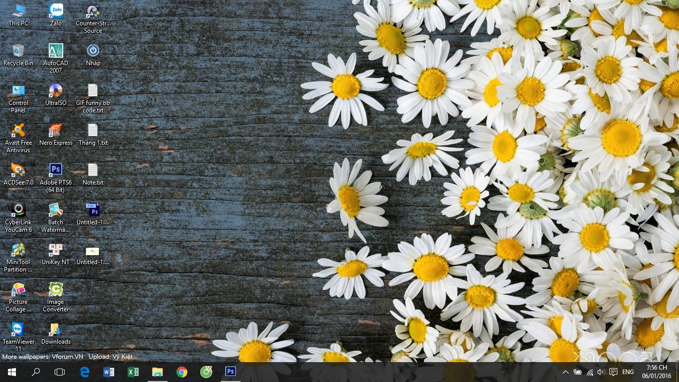Tuyển tập hình nền hoa cúc đủ màu sắc tươi đẹp cho máy tính laptop | VFO.VN