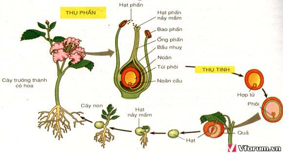 sinh-san-huu-tinh-va-sinh-san-vo-tinh.jpg