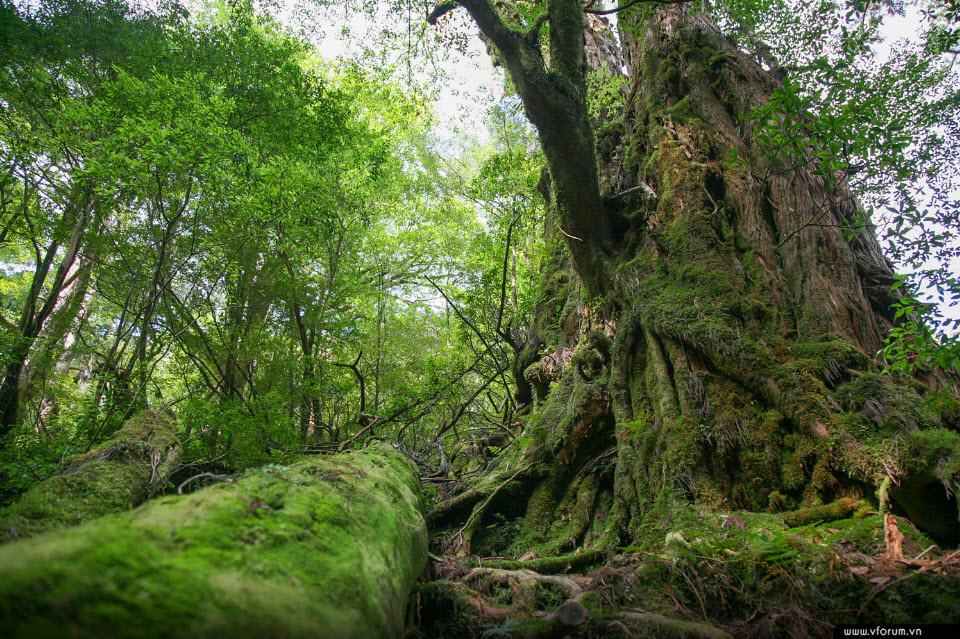 anh-dep-ve-nuoc-nhat-yakushima-11.jpg