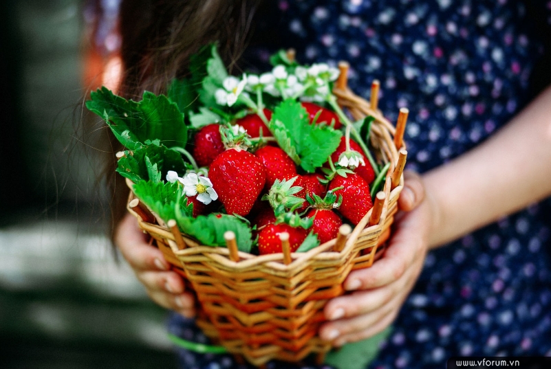 Tổng hợp 67 strawberry hình nền dâu tây cute mới nhất  cbnguyendinhchieu