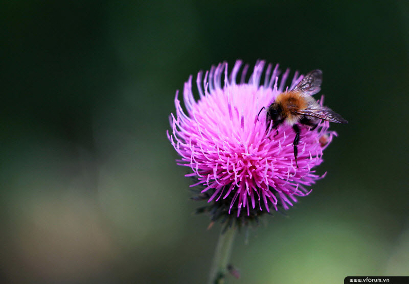 95 hình ảnh con ong đẹp hút hồn sống động nhất hiện nay ALONGWALKER
