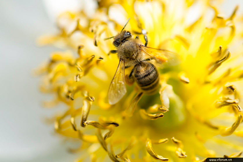 hình ảnh con ong vàng đẹp nhất sinh động nhất