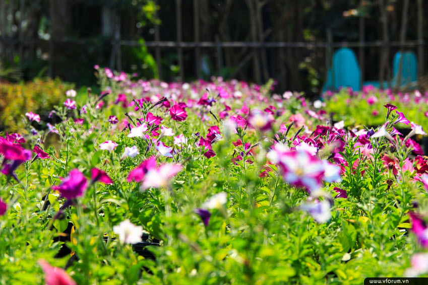Hình ảnh, hình nền vườn hoa đẹp nhất | VFO.VN
