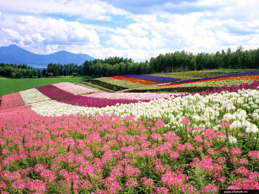 Chi tiết 109+ hình nền vườn hoa hay nhất - POPPY