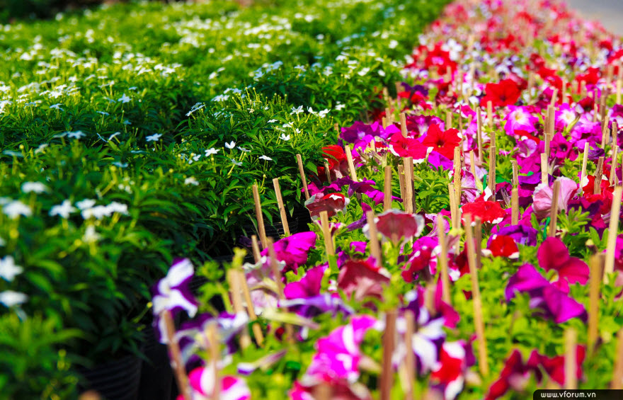 Ngất ngây 10 cánh đồng hoa đẹp nhất thế giới  VTVVN