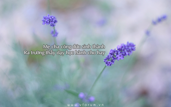 nhung-cau-noi-hay-ve-tri-an-thay-co-11.jpg