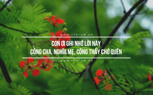 nhung-cau-noi-hay-ve-tri-an-thay-co-4.jpg